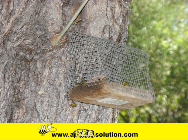 Images A Bee Solution