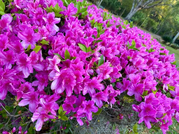 Images Edith Aldrich - State Farm Insurance Agent