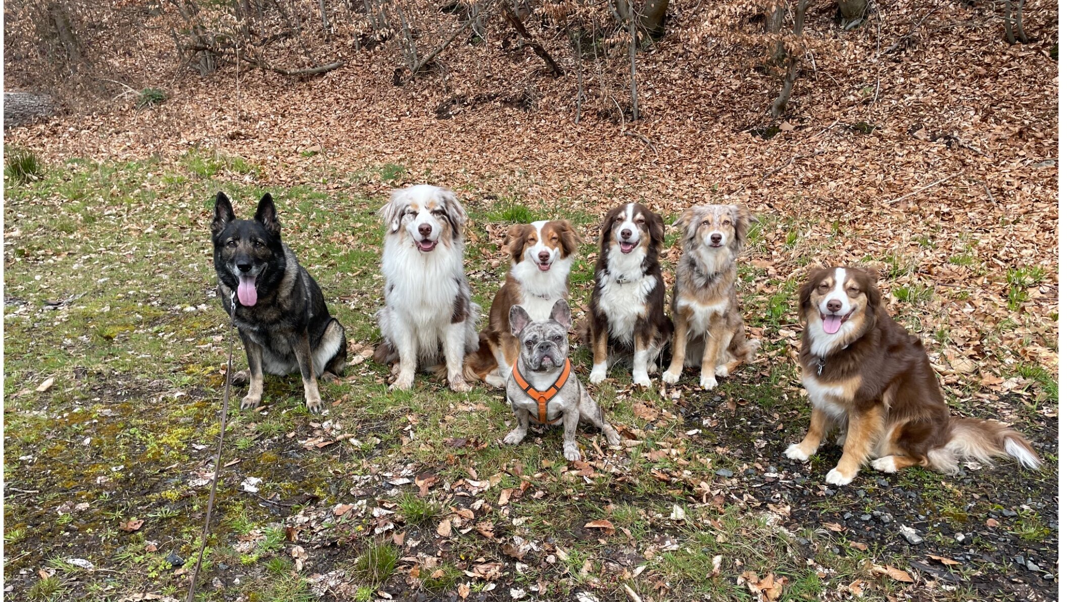 Bilder HundeRunde DogSoul -gemeinsam leben und lernen-