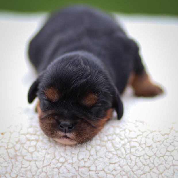 Images Pine Acres Puppies
