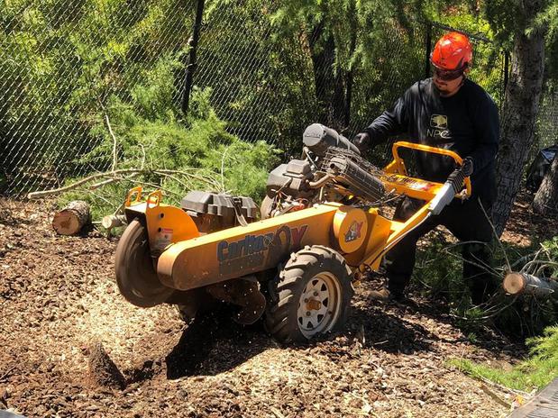 Images Ned Patchett Tree Care & Consulting