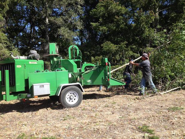 Images Pineda Tree Service