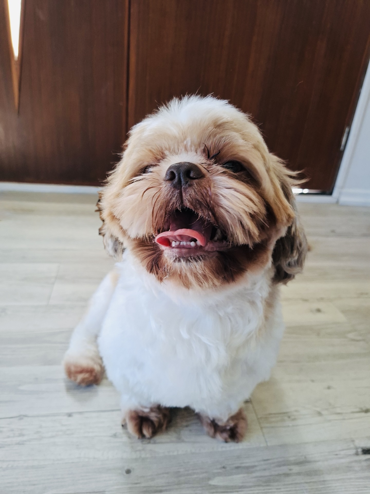 Images Scrub-A-Dub-Dub Dog & Cat Grooming