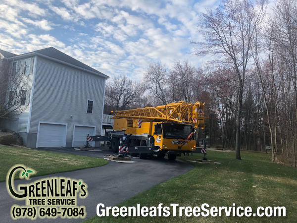 Greenleaf's Tree Service Photo