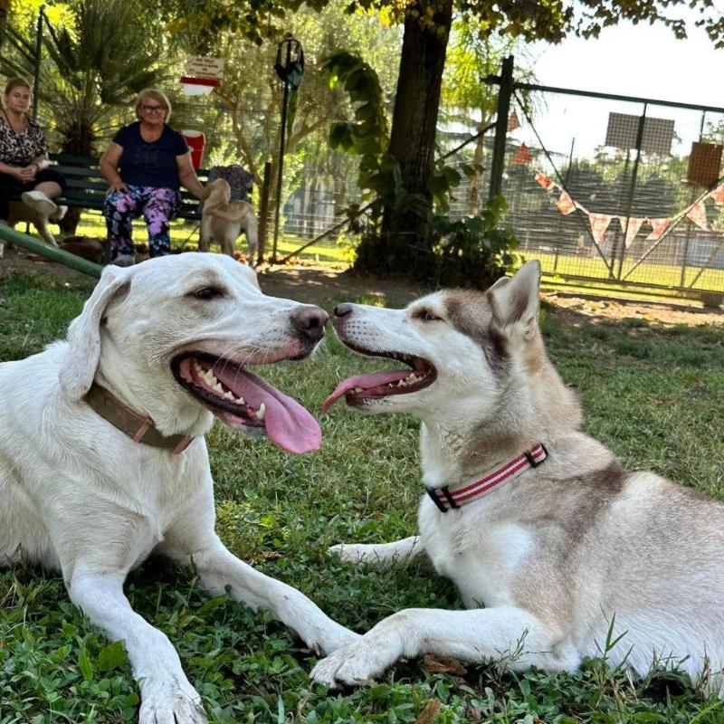 Images Dogland Centro Cinofilo