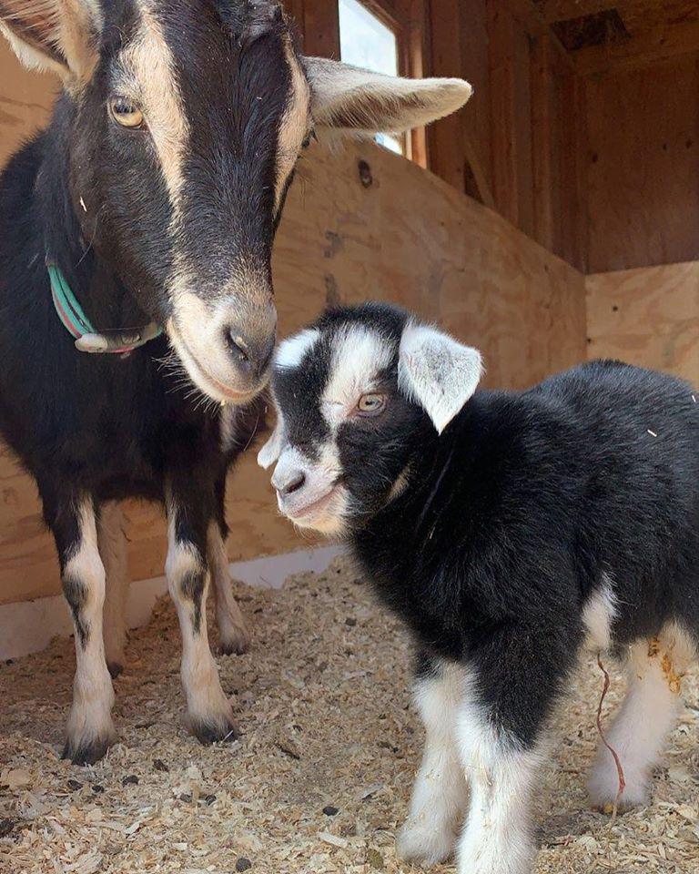 Sonny Acres Farm Photo