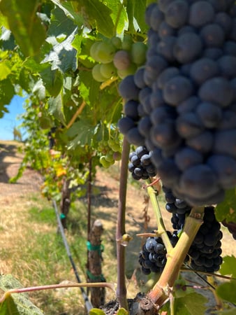 Images Sonoma Wine Rides