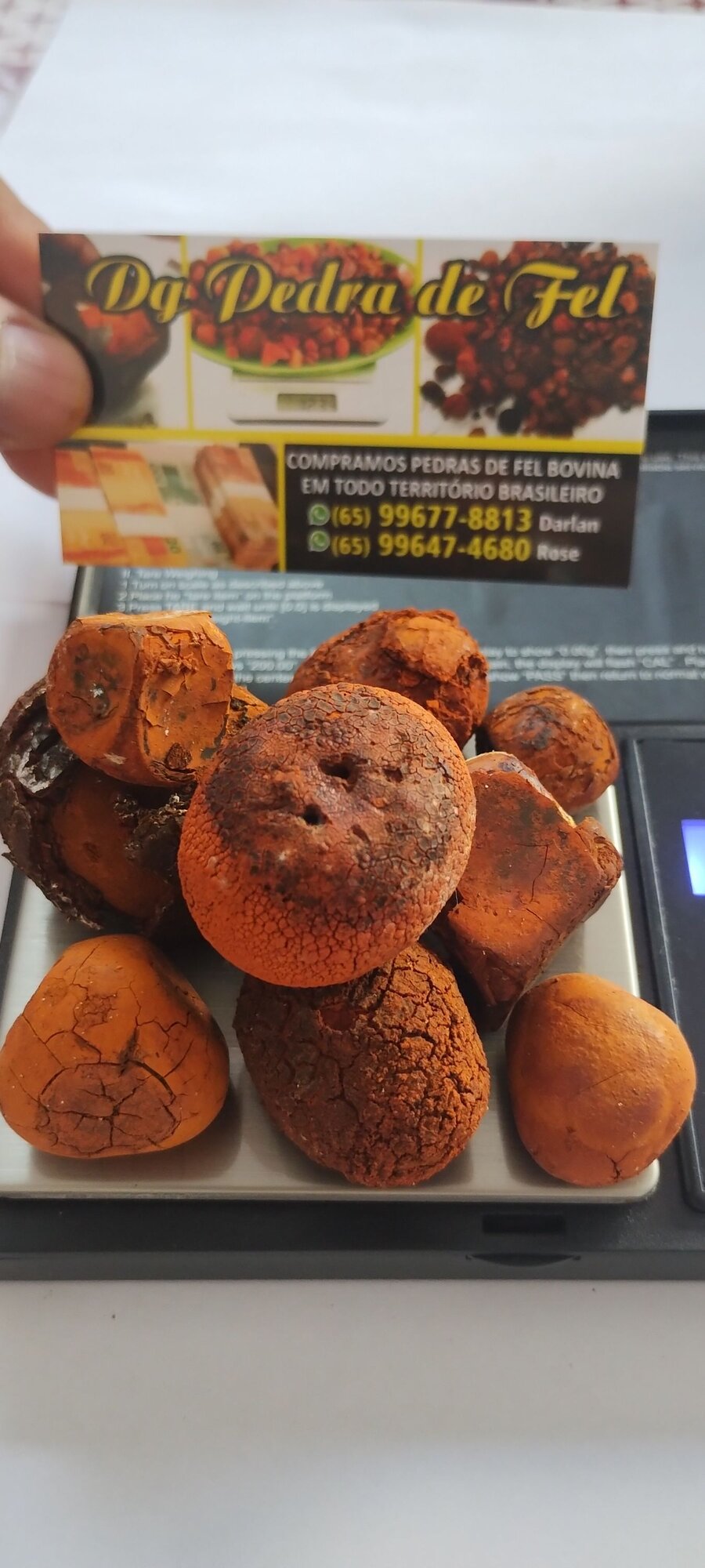 Images Dg pedras de fel bovinos