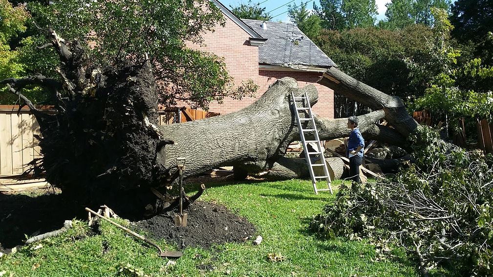 Tree & Landscaping Services