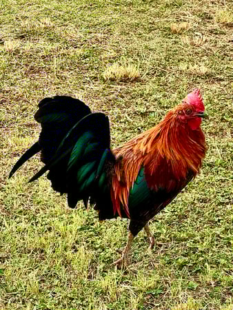 Images Brent Maudlin - State Farm Insurance Agent