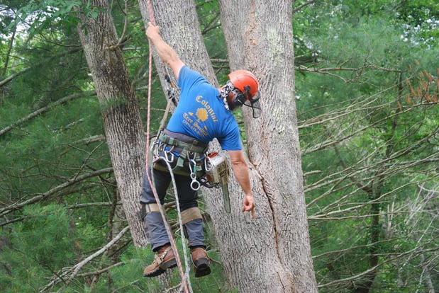 Images Colonial Tree Service