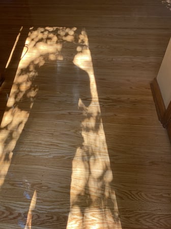 Images Wills Flooring Wood Floor Refinishing Services