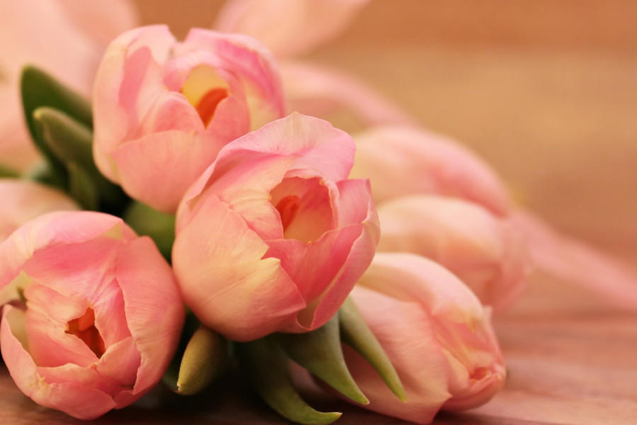 BLUMENABTEILUNG
Von einer Floristin mit viel Liebe ausgesuchte und gebundene Sträuße liegen in unserer Blumenabteilung für Sie bereit. Wählen Sie aus dem bunten Angebot und bringen Sie zu Hause ein wenig Farbe ins Spiel oder verschenken Sie die tollen Blumen.