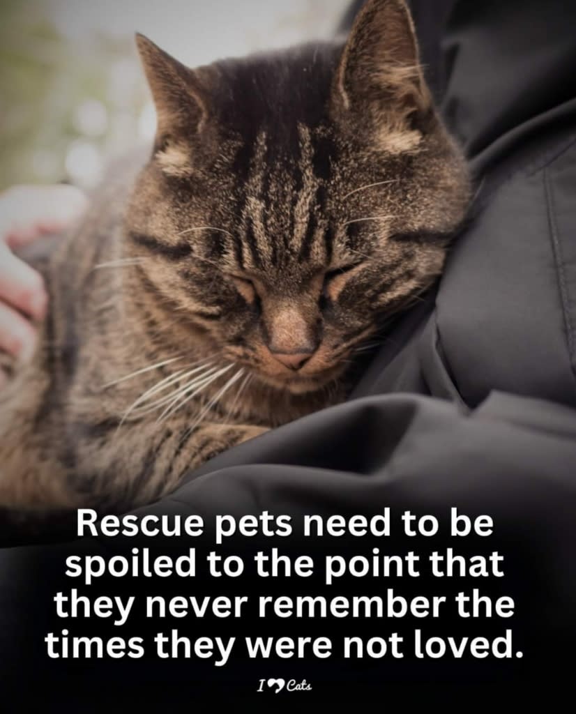 Images Pet Taxi & Rescue Ltd