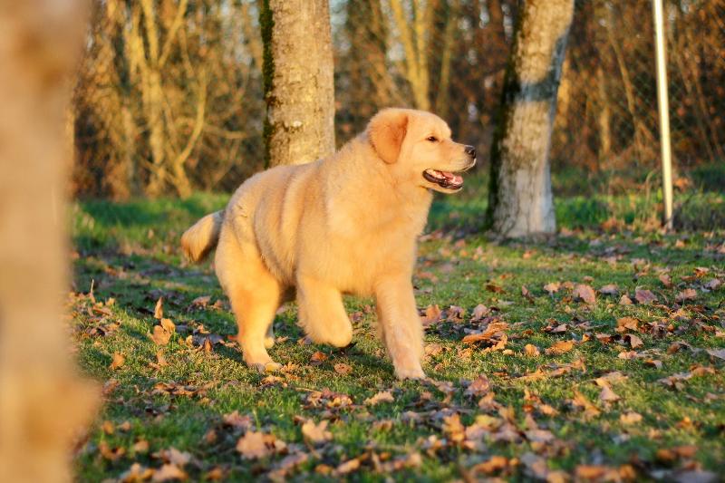 Images Rieshof Dogresort