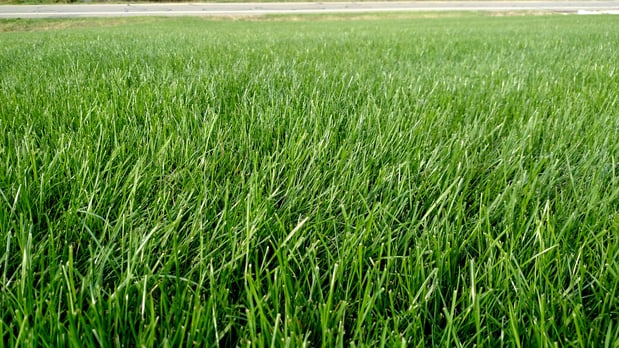 Images Greensman Inc