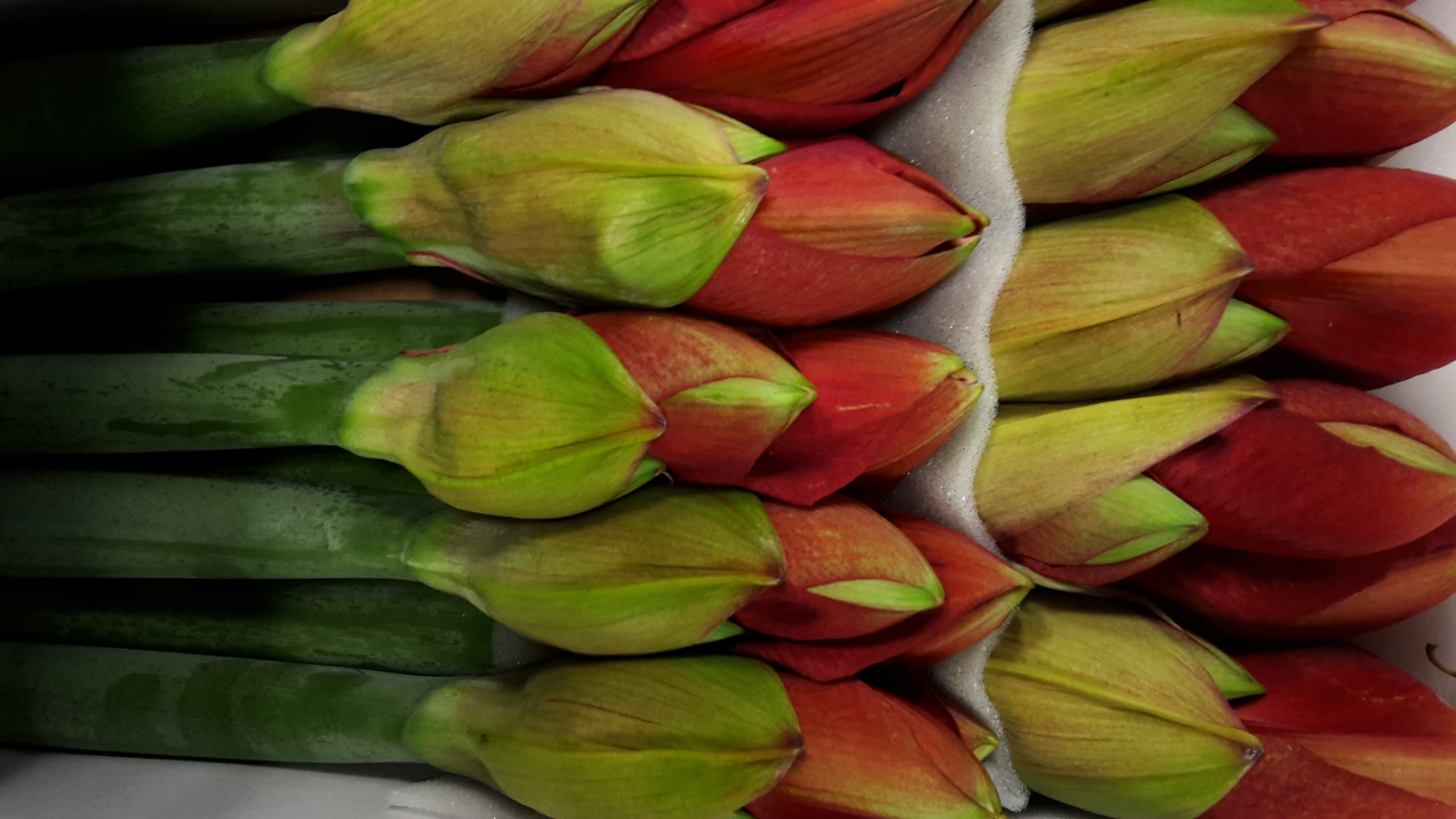 Stefan Buhk Blumengroßhandel e.K., Curslacker Deich 342 in Hamburg