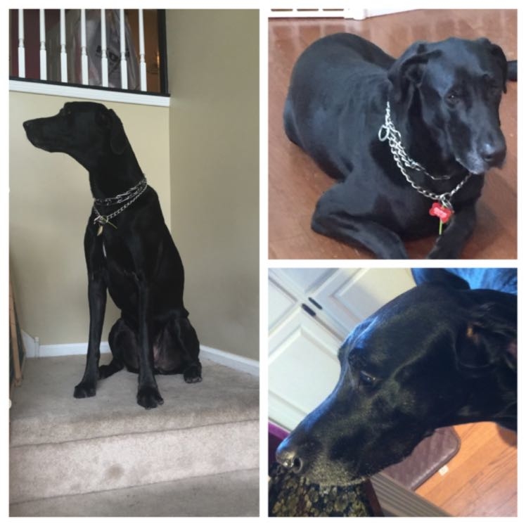 Rocco is a handsome Great Dane. He is 6 years old,