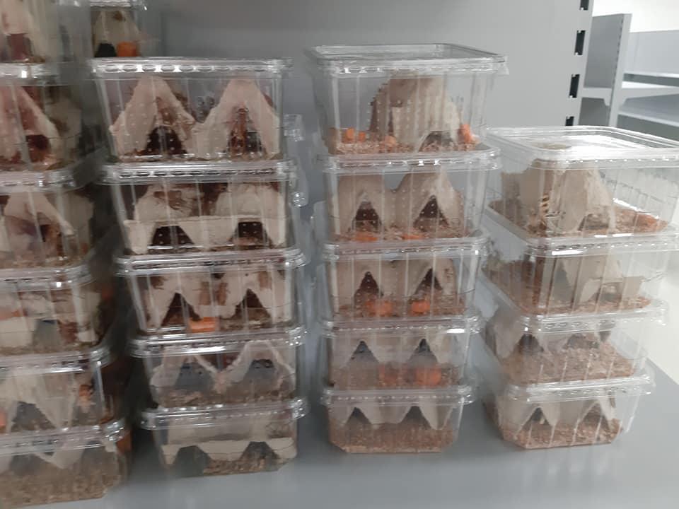 Bianca's Tierparadies, Thallerstraße 4 in Feldbach