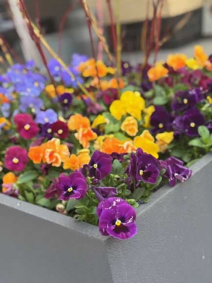 Spring Flowers rezided .jpg