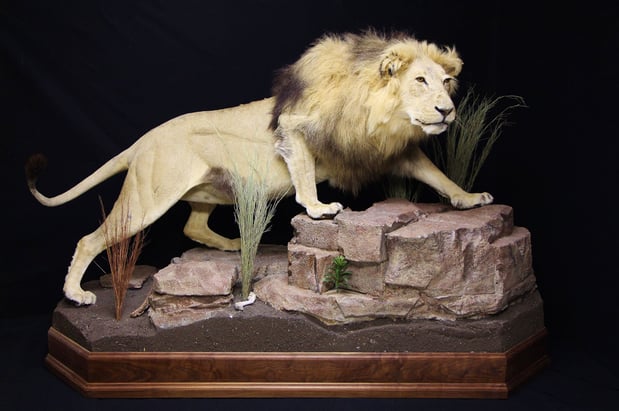 Images Safari Life Taxidermy