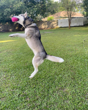 Happy at Home Pet Sitting Image