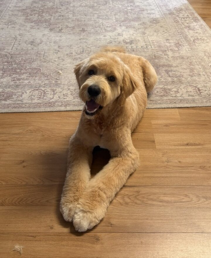 Artgerecht-dogspa, Gereonstraße 10 in Willich