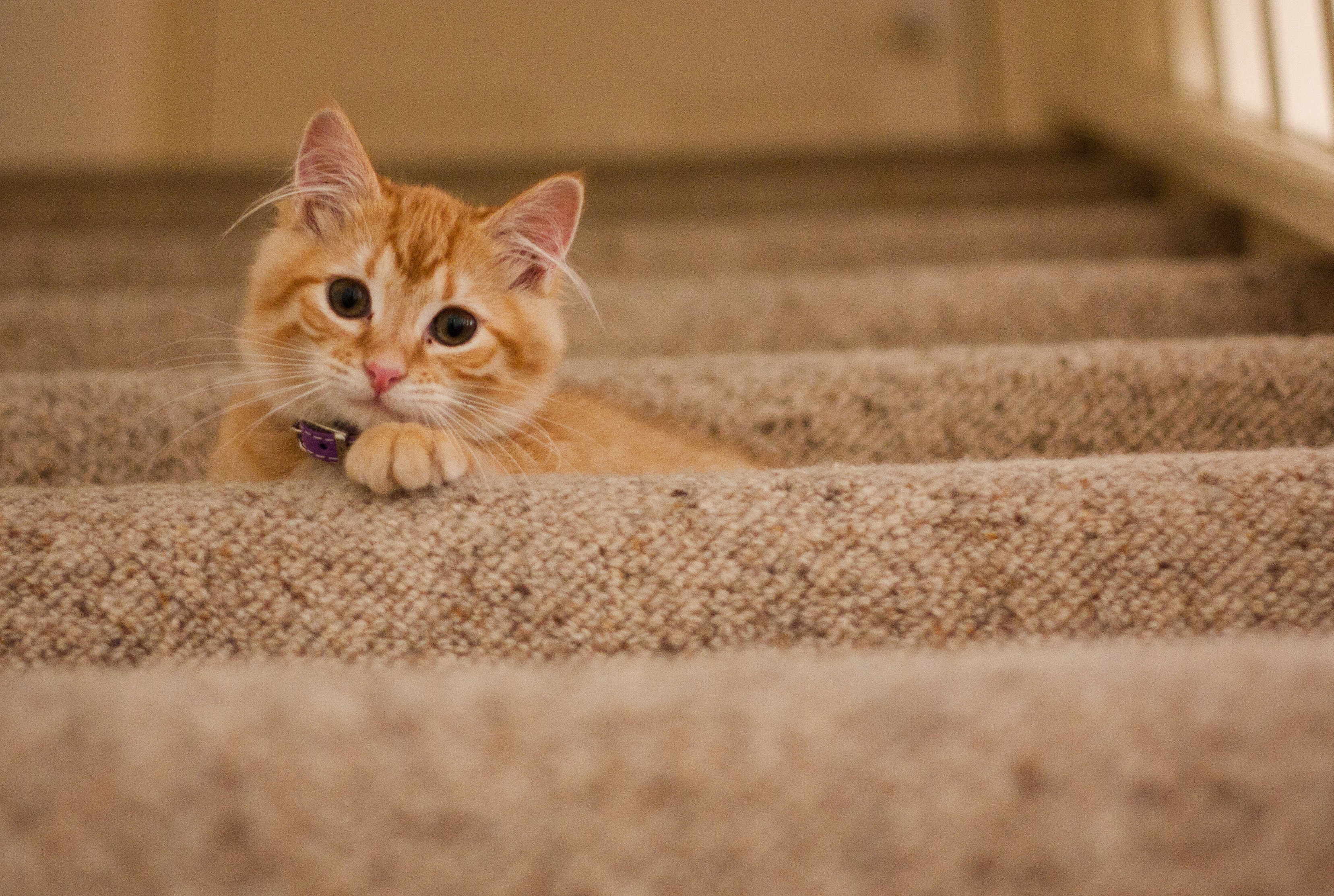 Our cleaning solution removes an average of 99.2% of the bacteria from pet urine stains in carpets.