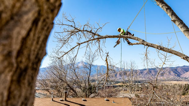 Images King Tree Service