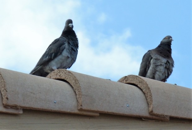 Images Pigeon Control Phoenix
