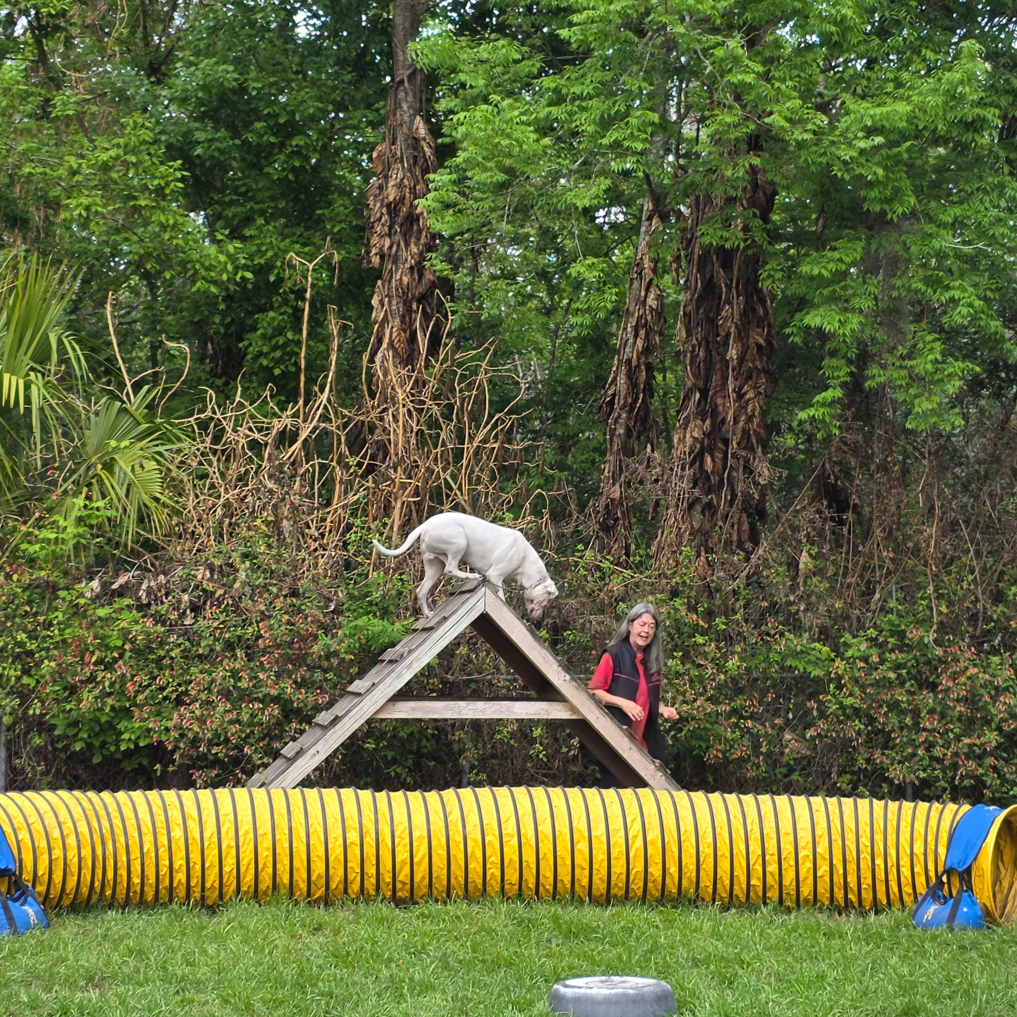 Russell's K9 Academy Image