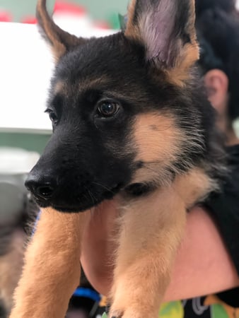 Images Melrose La Brea Animal Hospital