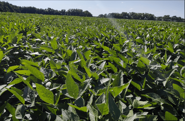 Images Southwest Seed Research LLC