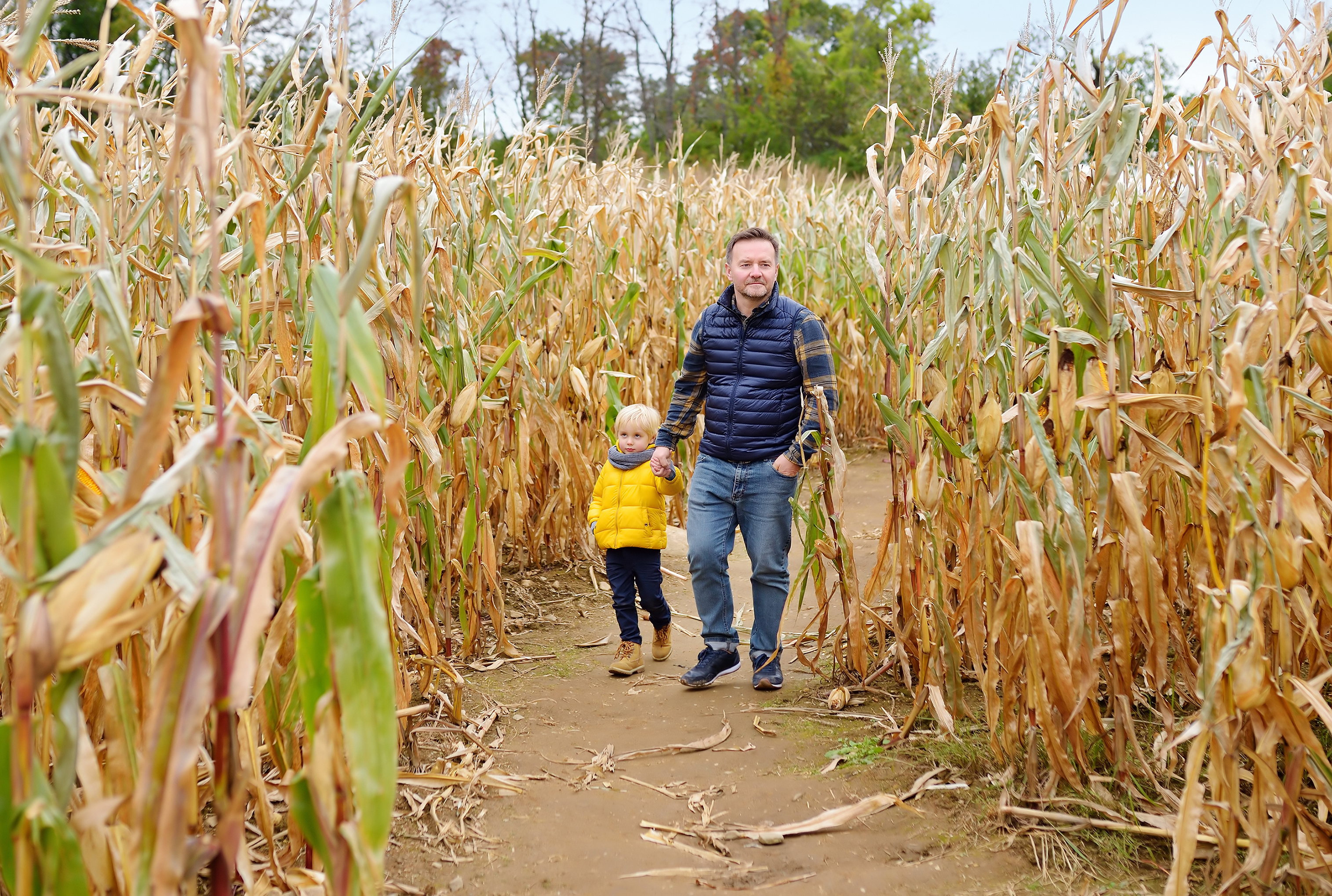 A father and young child exploring the dirt pathways of a dry autumn corn maze, illustrating classic fall entertainment for parents and kids.