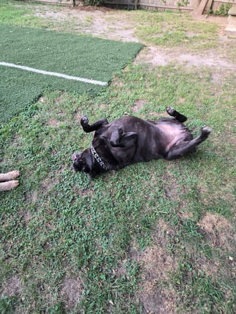 Images Wag Watchers DayCare & Spa