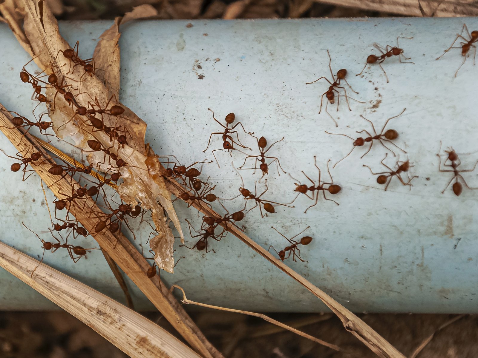 Bug Out Pest Control