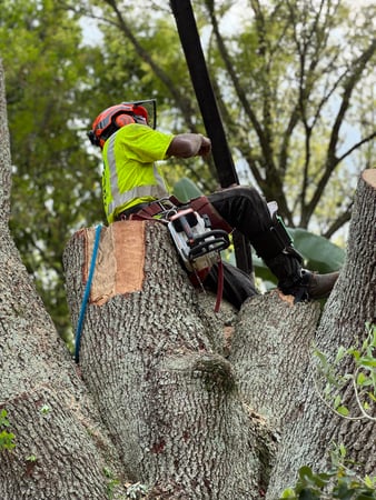 Images All Your Way Tree Service