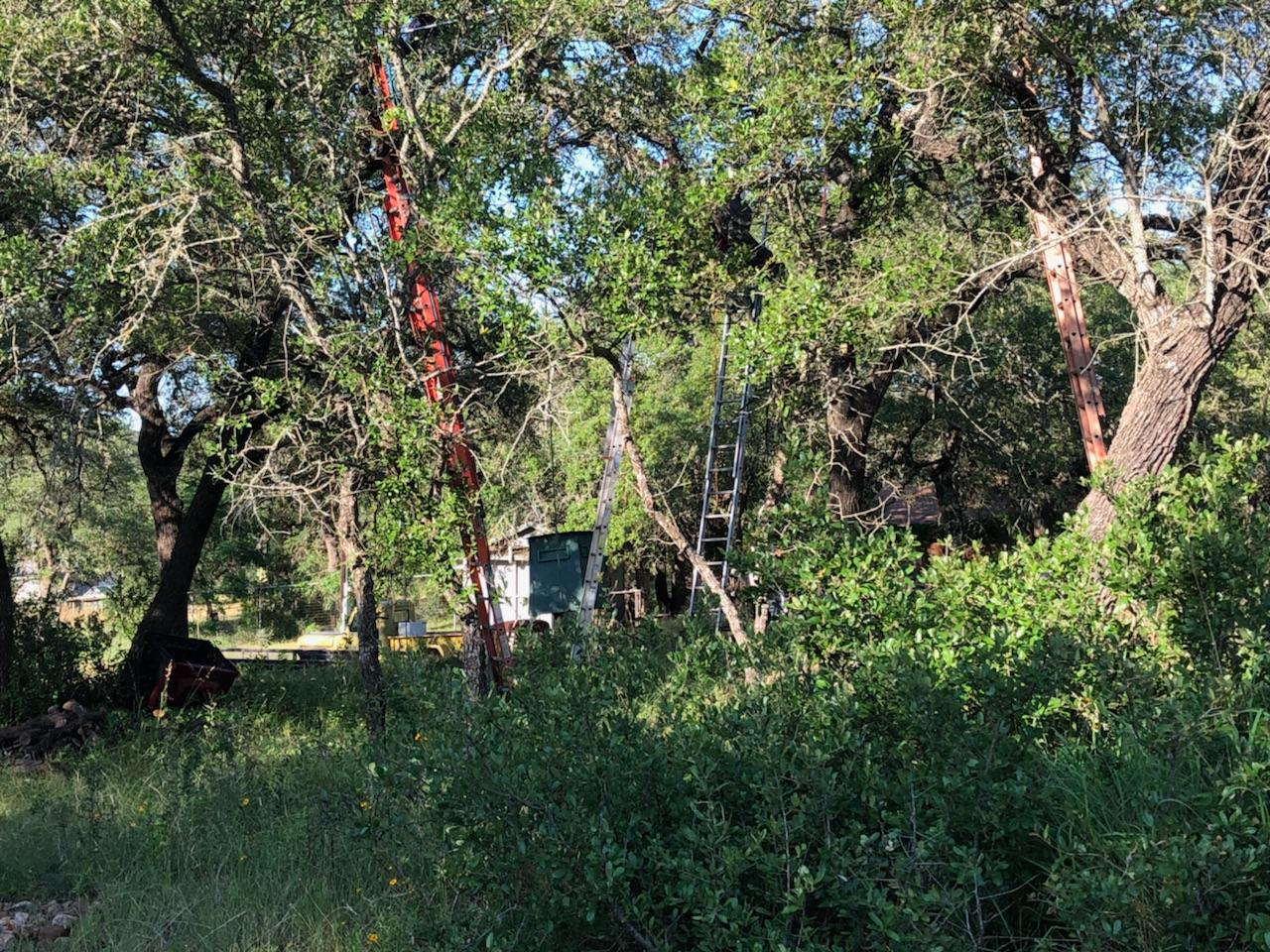 SA Total Tree Service Photo