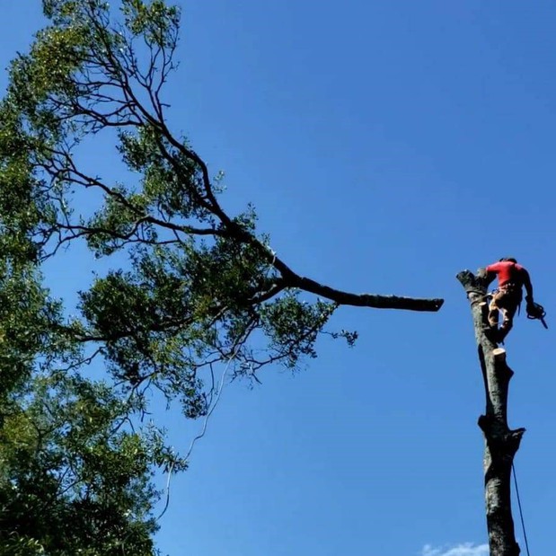 Images De Jesus Tree Service