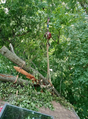 Images Cincinnati Arbor Services