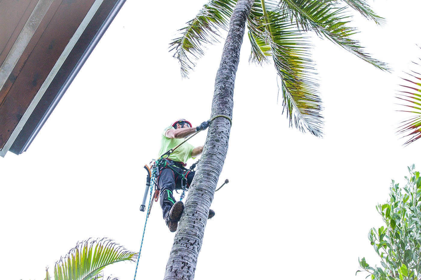 Against the backdrop of a Hawaiian sunset, a tree service specialist in Oahu, Hawaii, expertly trims trees to maintain their beauty and health.