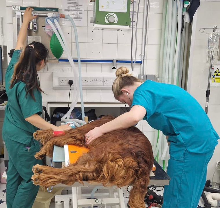 Images Streatham Hill Veterinary Surgery