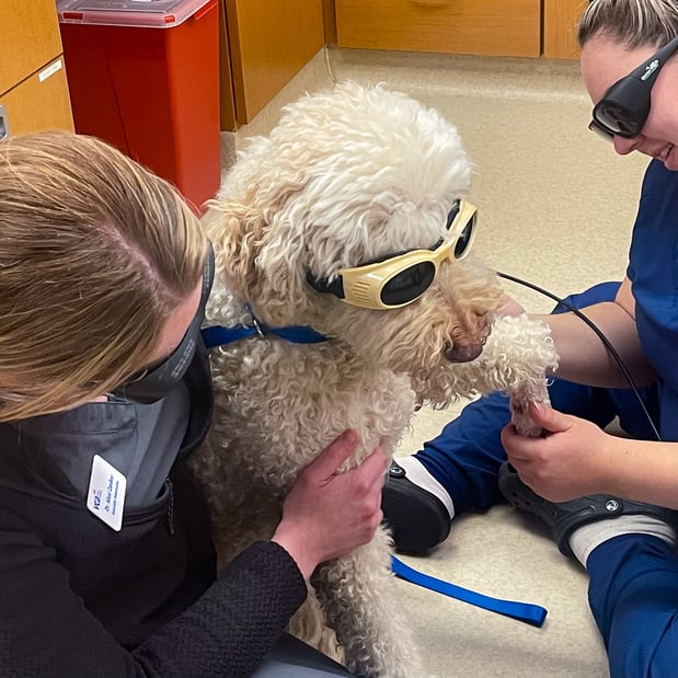 Images VCA Companion Animal Medical Center