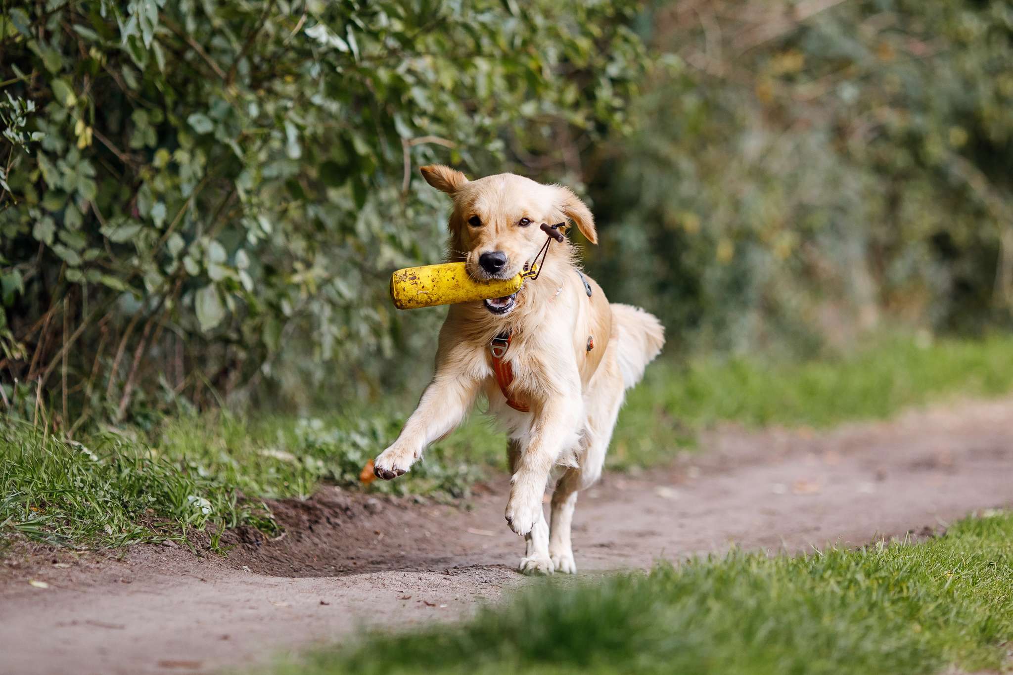 Hundeschule DogGeeks® TonCane: Online & Mobil, Voßbarg 23 in Seevetal