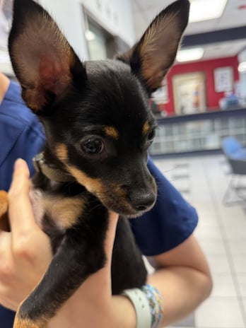 Images VCA Preston Park Animal Hospital