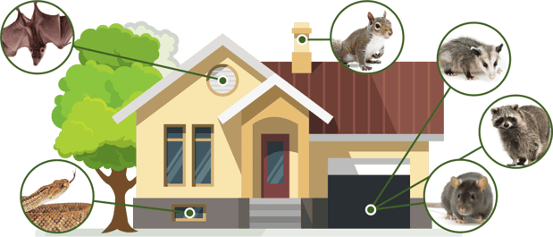 Images Palmetto Wildlife Extractors