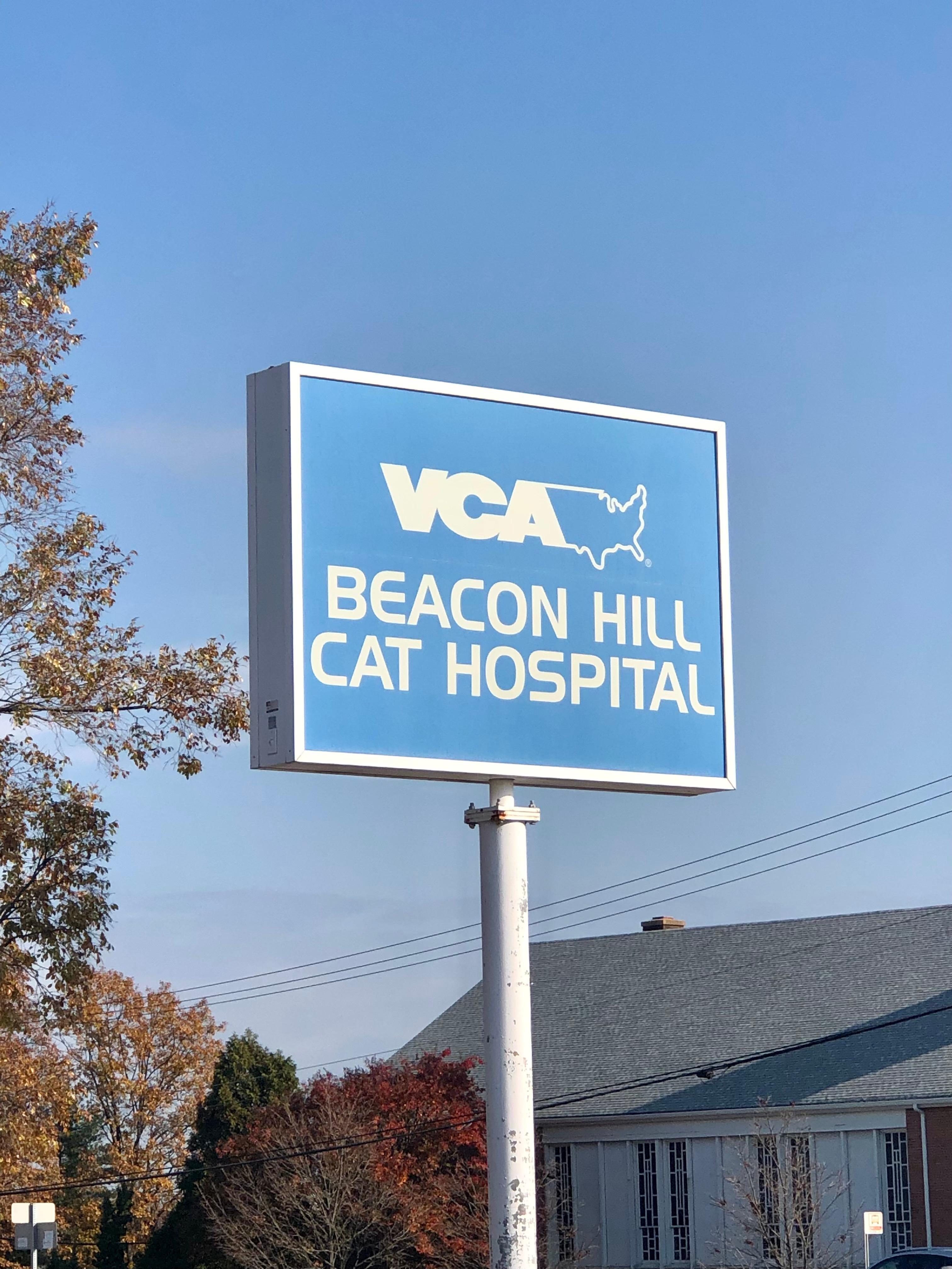 Image 2 | VCA Beacon Hill Cat Hospital