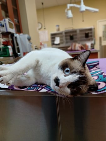 Images VCA Oak Hills Animal Hospital