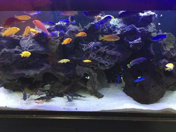 Images Greentree Pet Center