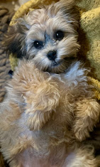 Images Dog Pawpa K9 Connection